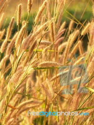 Grasses Field On The Sunset Stock Photo