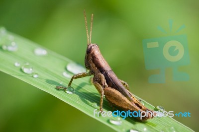 Grasshoper Stock Photo