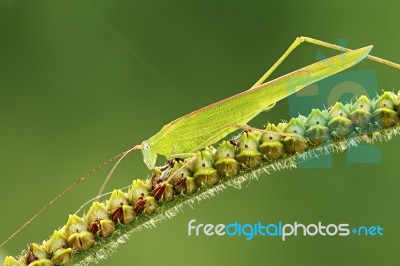 Grasshopper Stock Photo