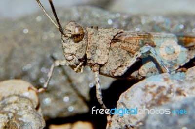 Grasshopper Stock Photo