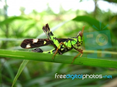 Grasshopper Stock Photo