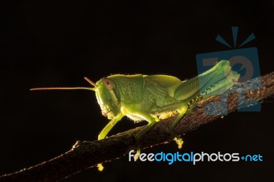 Grasshopper Stock Photo