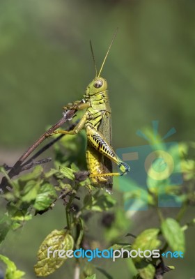 Grasshopper Stock Photo