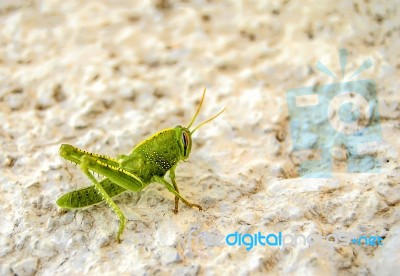 Grasshopper Stock Photo