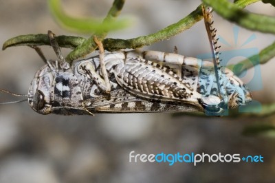 Grasshopper Stock Photo