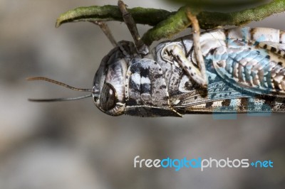 Grasshopper Stock Photo