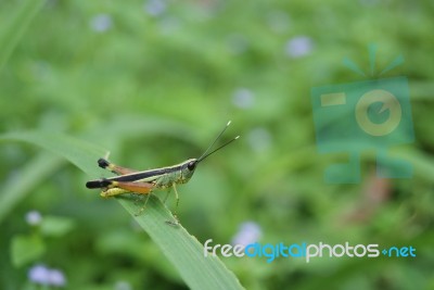 Grasshopper In Green Meadow Stock Photo