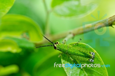 Grasshopper In Green Nature Stock Photo