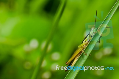 Grasshopper In Green Nature Stock Photo