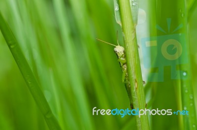 Grasshopper In Green Nature Stock Photo