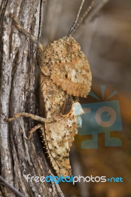 Grasshopper (ocnerodes Fallaciosus) Stock Photo