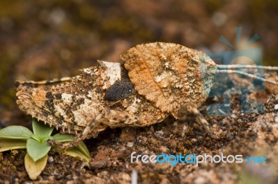 Grasshopper (ocnerodes Fallaciosus) Stock Photo