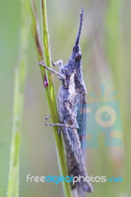 Grasshopper On A Leaf Stock Photo