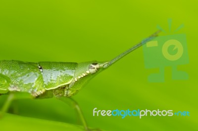 Grasshopper On Green Leaf Stock Photo