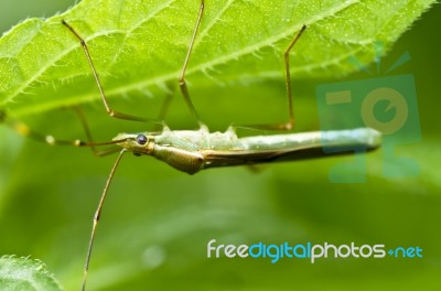 Grasshopper On Leaf Stock Photo