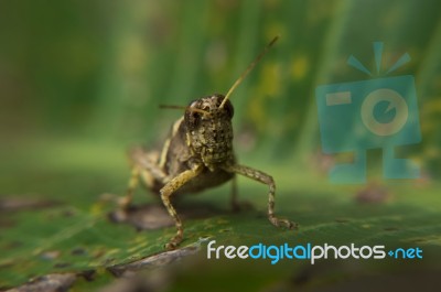 Grasshopper On Leaf Staring At Viewer Stock Photo