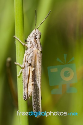 Grasshopper On Vegetation Stock Photo