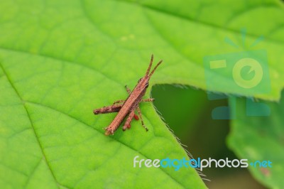 Grasshopper Perching On A Leaf Stock Photo