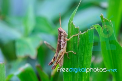 Grasshopper Perching On A Leaf Stock Photo