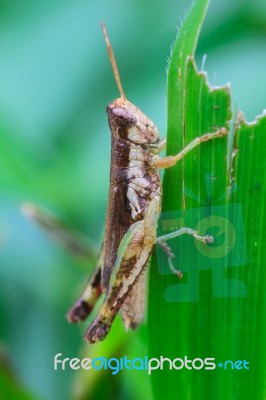 Grasshopper Perching On A Leaf Stock Photo