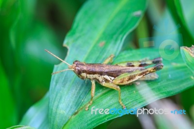 Grasshopper Perching On A Leaf Stock Photo