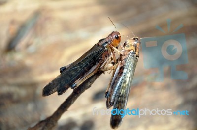 Grasshoppers Mating Stock Photo