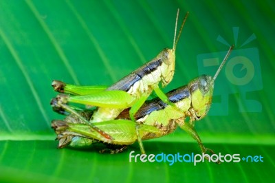 Grasshoppers Mating Stock Photo