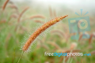 Grassland Stock Photo