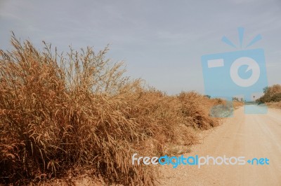 Grassland With Blue Sky Stock Photo