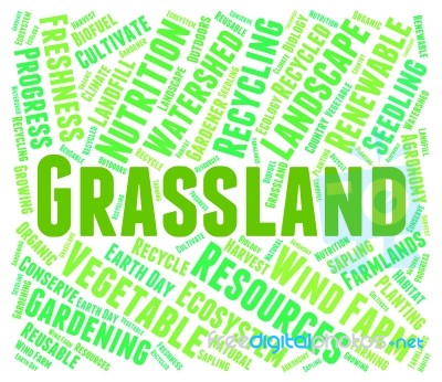 Grassland Word Represents Environment Grassy And Prairie Stock Image