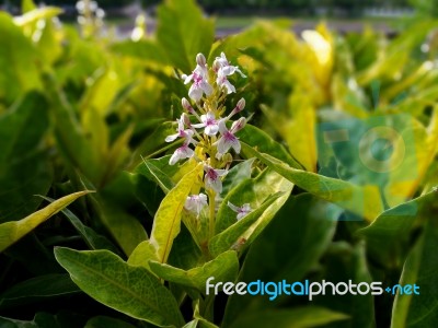 Gratophyllum Pictum (l.) Griff Stock Photo