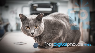 Gray Cat In Workshop Stock Photo