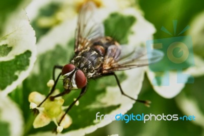 Gray Fly Stock Photo