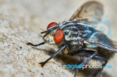 Gray Fly Stock Photo