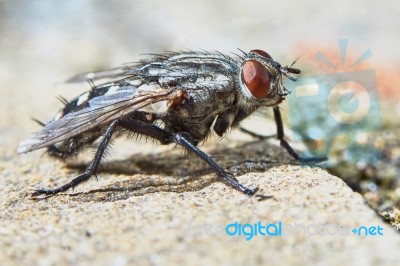 Gray Fly Stock Photo