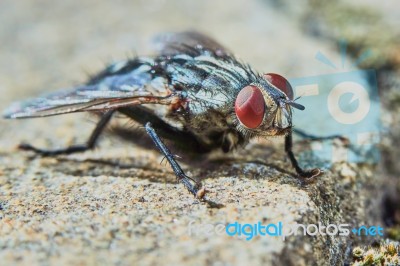 Gray Fly Stock Photo