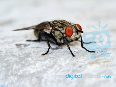 Gray Fly Stock Photo