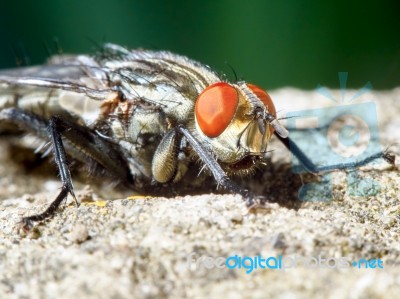 Gray Fly Stock Photo