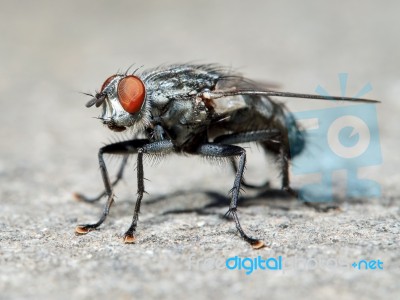 Gray Fly Stock Photo