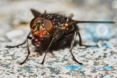 Gray Fly Drinking Stock Photo