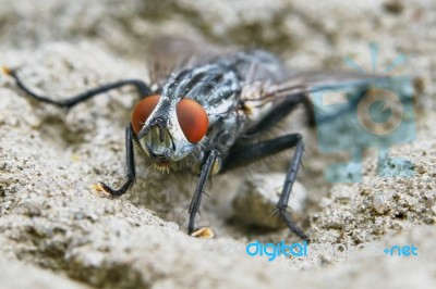 Gray Fly Front View Stock Photo