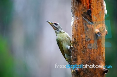 Gray-headed Woodpecker In A Rainy Spring Forest Stock Photo