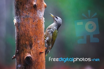 Gray-headed Woodpecker In A Rainy Spring Forest Stock Photo