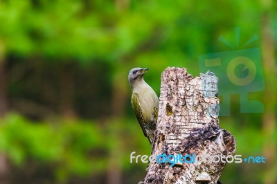 Gray-headed Woodpecker In A Spring Forest Stock Photo