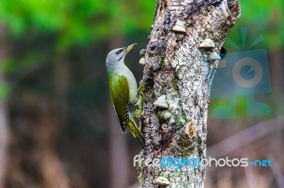 Gray-headed Woodpecker In A Spring Forest Stock Photo