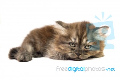 Gray Kitten Stock Photo