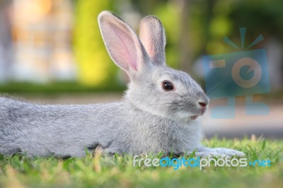 Gray Rabbits Stock Photo