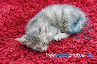 Gray Short Haired Kitten Sleeping On Red Carpet Stock Photo