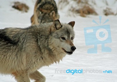 Gray Wolf Stock Photo