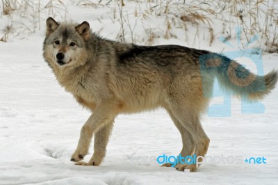 Gray Wolf Stock Photo